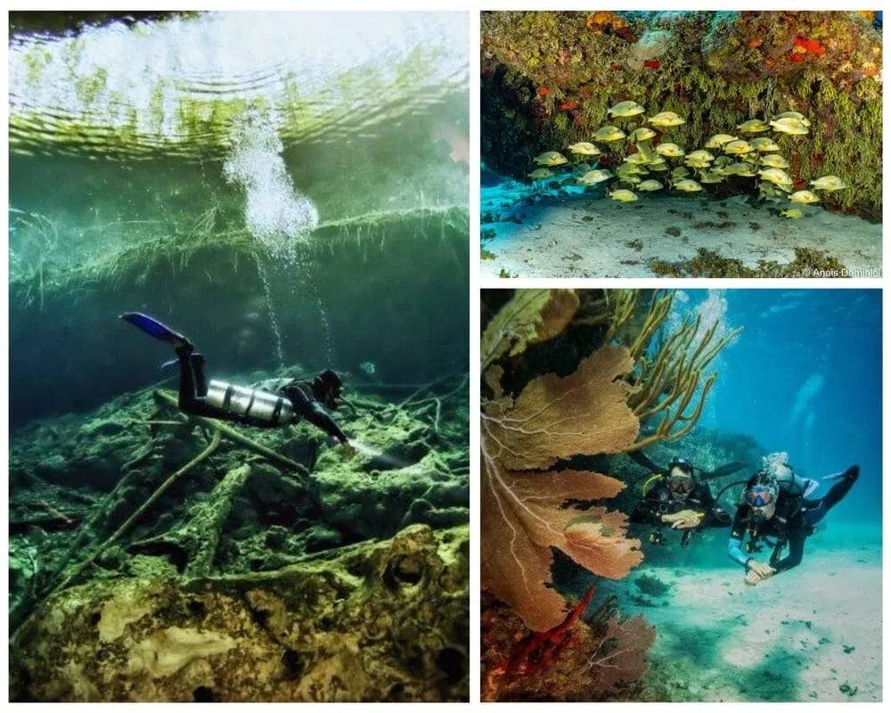dive pdc - © Anais Dominic