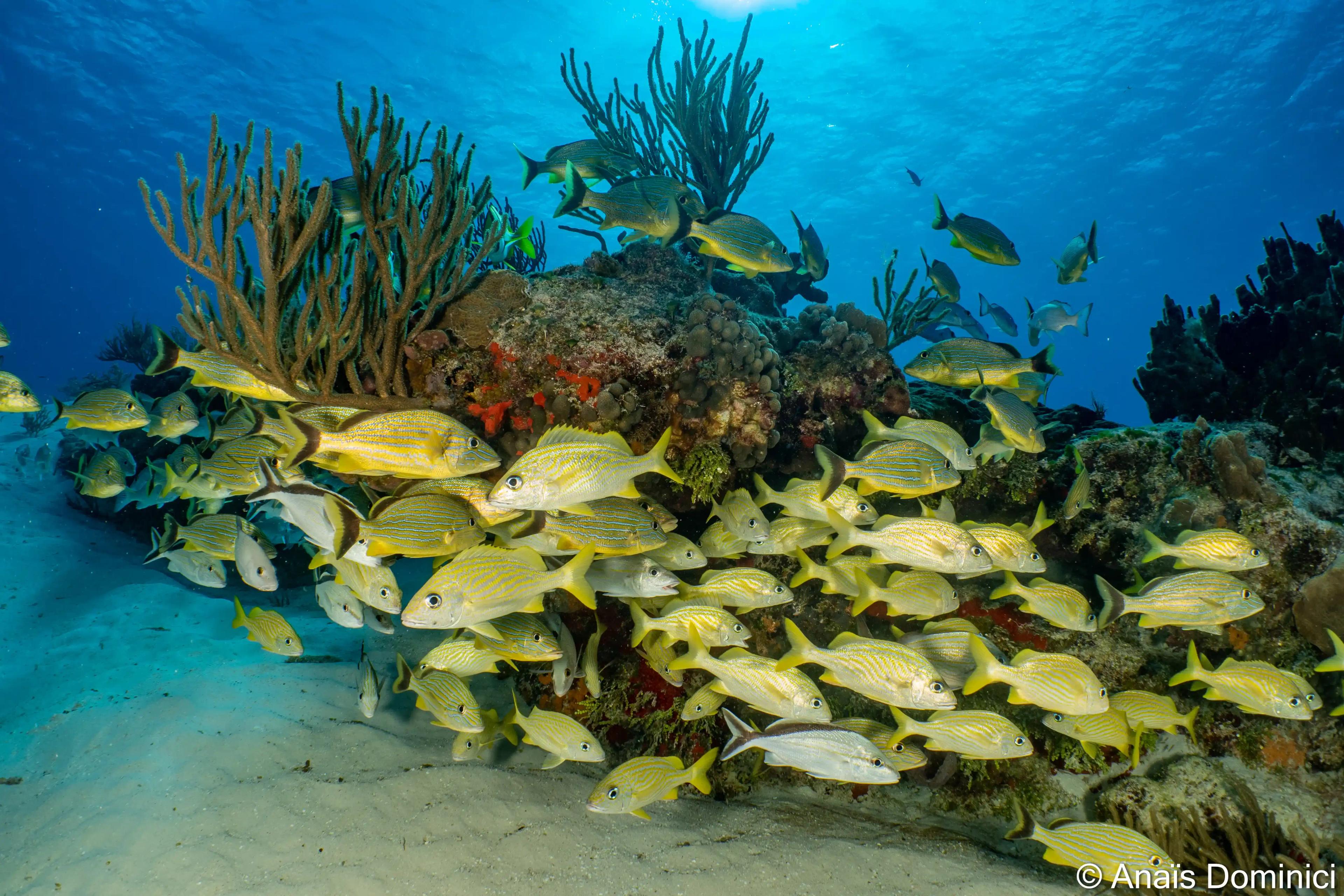 Snorkeling - © DUNE Marseille