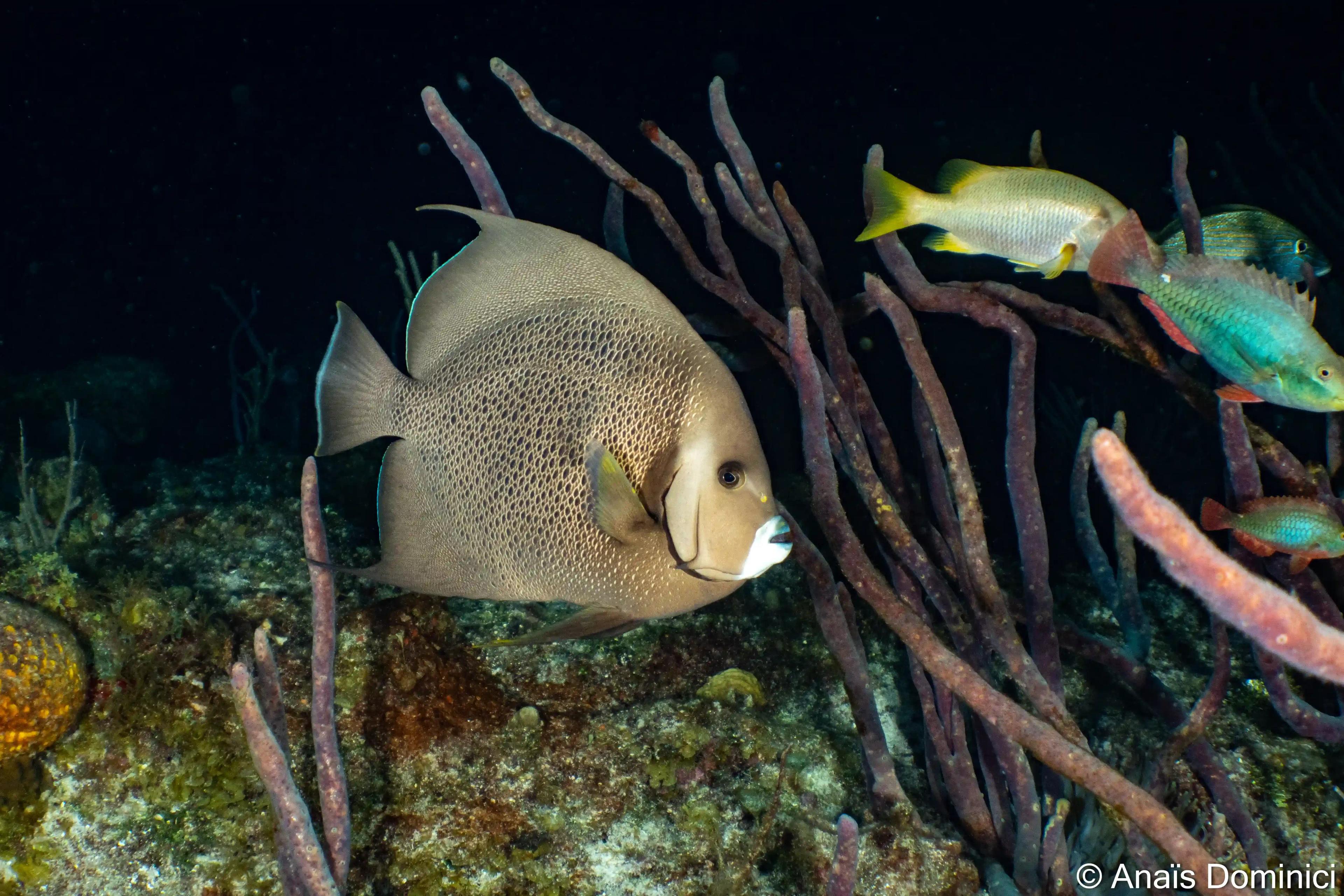 night fish - © Dune Mexico