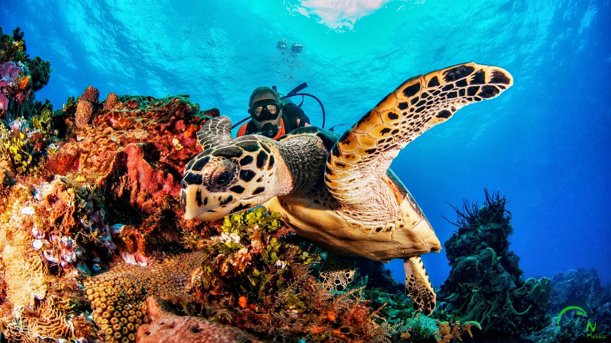 corals - © Dune Mexico