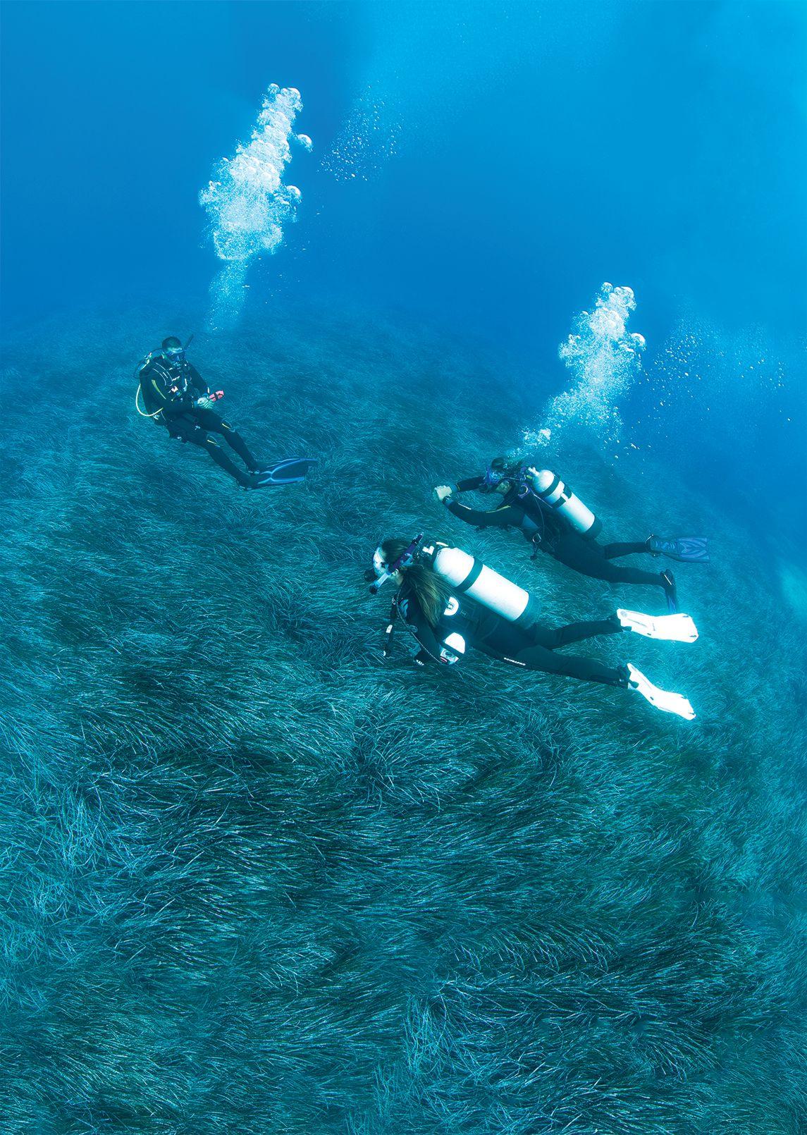 Plongée en Méditerranée